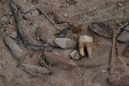 Wenn man die Augen offen haelt findet man noch Knochen