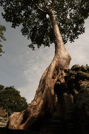 Ta Prohm, mein Favorit