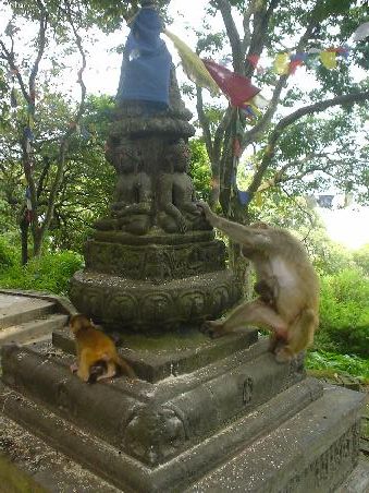 Kratz, kratz, ein Affenleben auf dem Weg zur Stupa ist nicht schlecht... ab und zu mal ne Banane klauen und fuer Fotos posieren, und natuerlich... sich vermehren!
