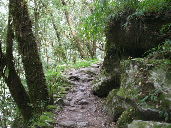 Thule Syabru nach Lama Hotel. Es geht steil hoch. In der Sonne ist es heiss, im Schatten feucht-froestelich.