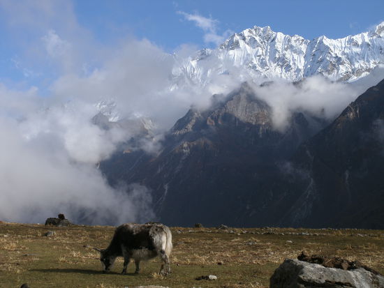 Yak in Kanjin Gompa. Es gibt Yaks, die wenig Milch geben und nur gutural Grunzen koennen und eine Kreuzung zwischen Kuh und Yak, die mehr Milch gibt und Muhen kann! 