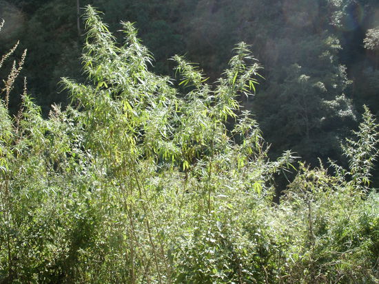 Richtung `Hippie Nirvana`... was riecht meine laedierte Nase denn da?