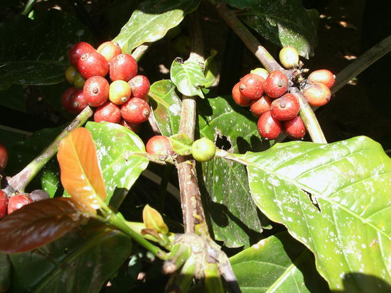 Kaffeebohnen am Baum