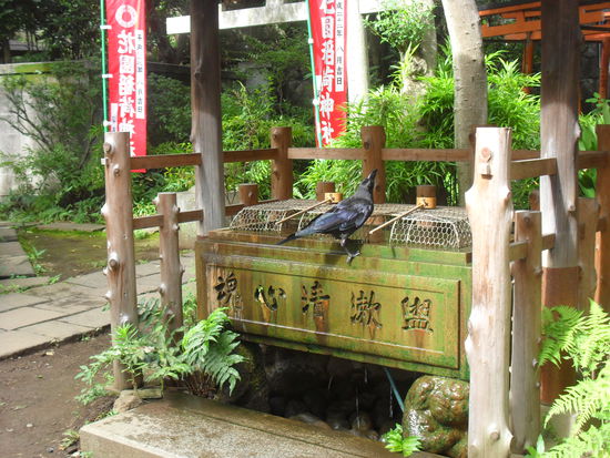 von denen gibt es massig im Ueno-Park! dafür haben wir gerade mal 6 Tauben gesehen, wenn es hoch kommt