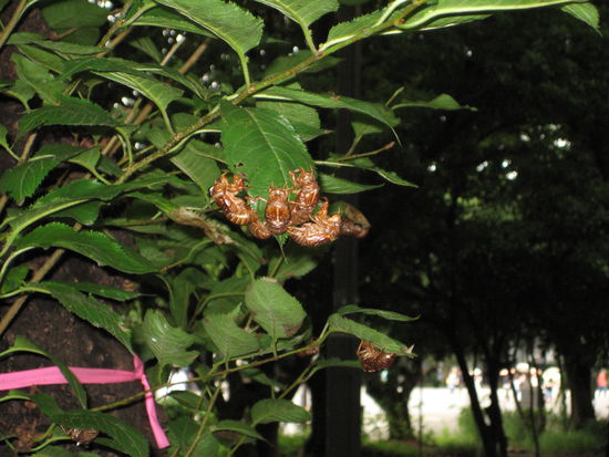 jaaaa, unsere ewigen Begleiter  Zikaden-Auflauf wohin man schaut (und hört)