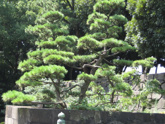 Auch ein verbreiteter und schöner Anblick auf dem Weg