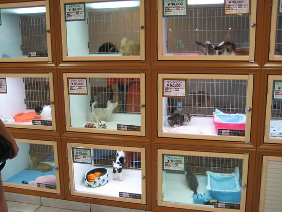 In der Nacht haben wir diesen Laden entdeckt... unglaublich... in den kleinen Boxen sind kleine Hunde und Katzen, die sich die Seele aus dem Leib jaulen.. da tut einem das Herz weh, wenn man das sieht