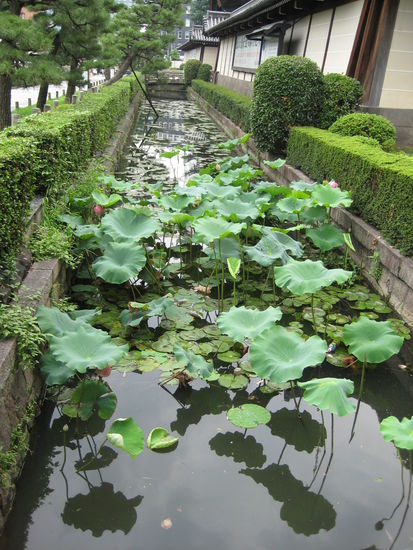 sehr oft haben die Tempel und Schreine eine Art Burggraben drum herum, oft auch mit Koi im Wasser.