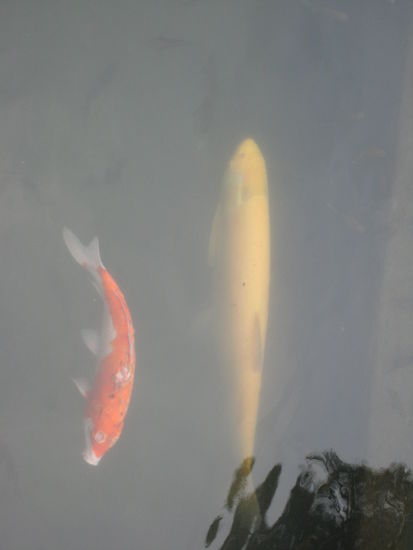 da das Wasser nicht unbedingt das sauberste ist, werden die Bilder auch nicht unbedingt die besten 