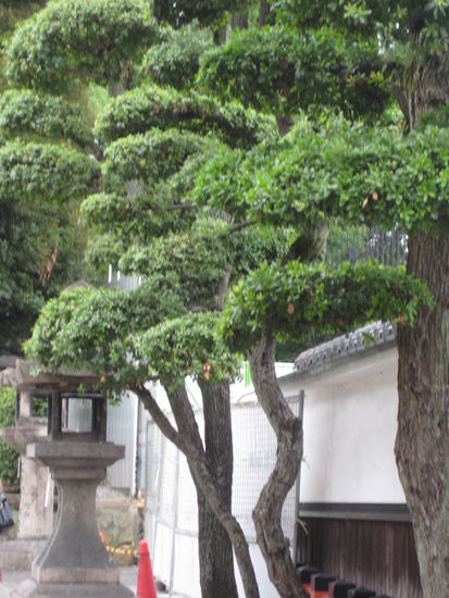 mal ein typisches Patricia-Bild  ich knipse unheimlich gerne die Bäume und Sträucher und alles Grünzeug, weil es so schön ist und Zeliha lacht mich immer aus deswegen 