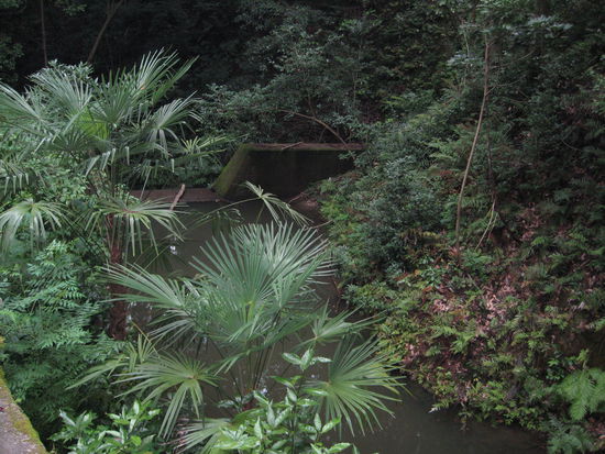 abseits der Tori sieht es aus wie im Dschungel