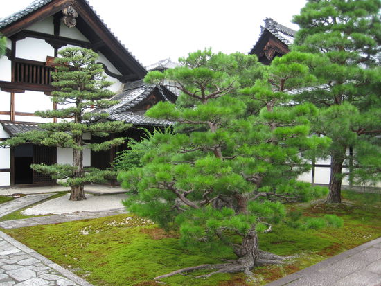 mein geliebtes Grünzeug 