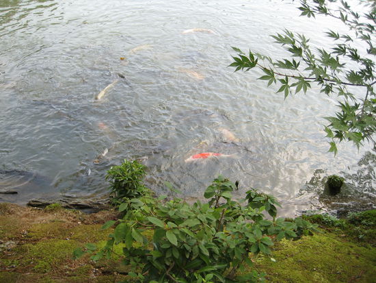 und auch hier gibt es wieder viele Koi zu sehen