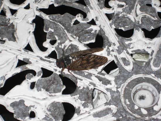 Zikade in Nahaufnahme... wen es interessiert 