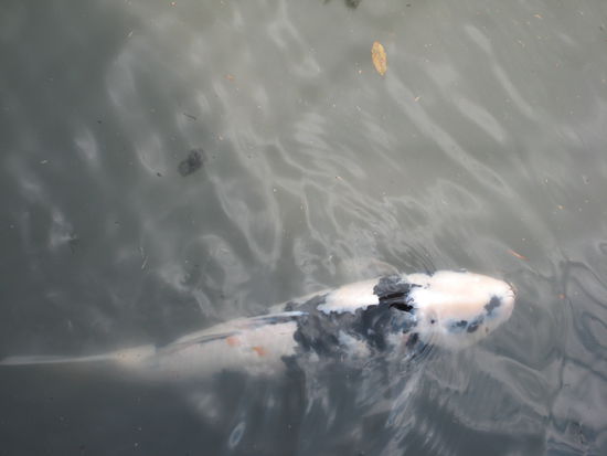 Mal eine vernünftige Koi-Aufnahme 