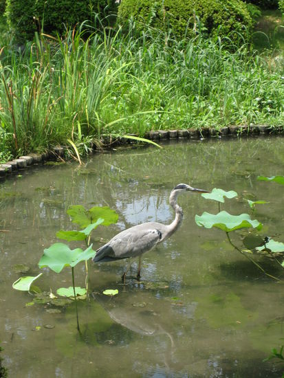 ein Kranich.. einfach so war er da 
