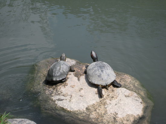und ganz viele Schildkröten 