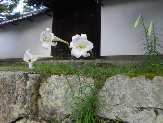 Was hier einfach so aus den Steinen wächst, müssen wir in Deutschland teuer bezahlen 