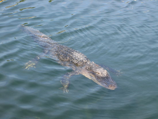 Morgen bin ich eine Ledertasche