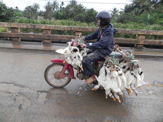 ... nur eine von vielen Transportmöglichkeiten