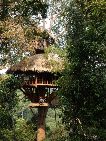 Treehouse Number 7