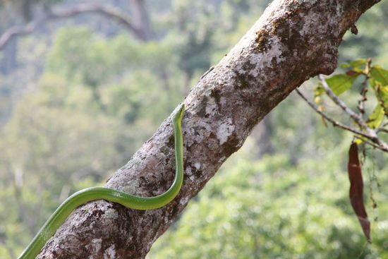 giftiger Mitbewohner