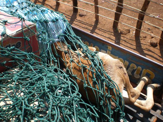 Reisebegleitung - totes Kalb