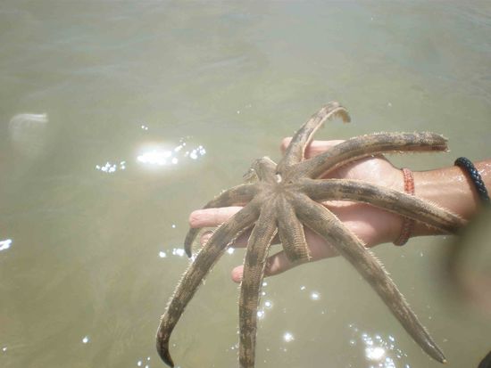 riesiger Seestern, den wir zufällig gefunden haben