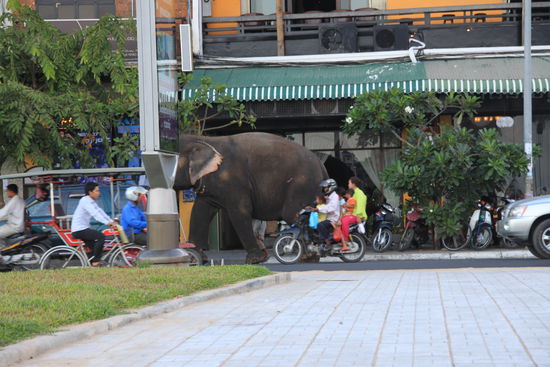 Elefant mitten im Zentrum