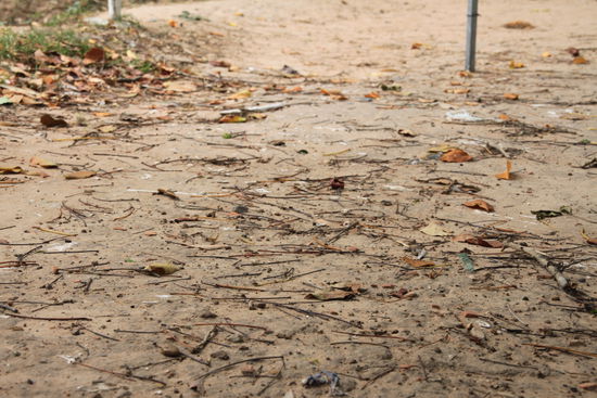 vergrabene Knochen ragen aus dem Boden