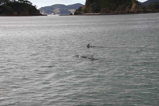 leider kein besseres Bild von den Delphinen vorhanden 