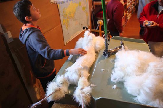 ...geschorener Angora-Hase