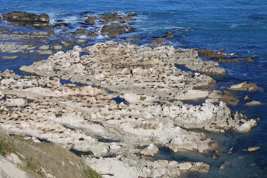 ja, das sind alles Robben