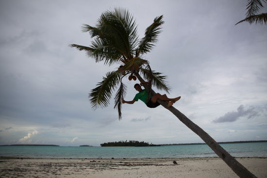 frische Kokosnüsse!