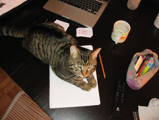 Maui lernt Spanisch...