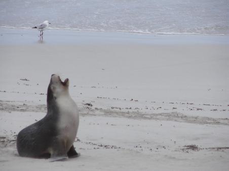 sealbay