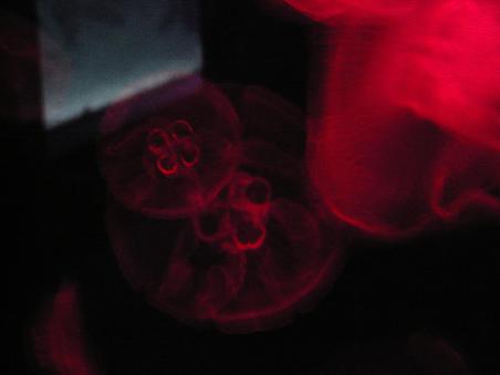 Im Aquarium...