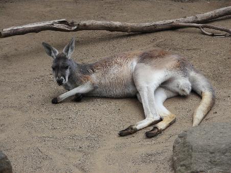 Unser erstes Kaenguru,
leider nur im Zoo.