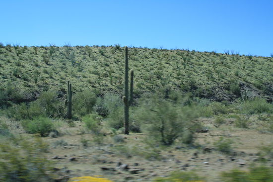 Nevada...Kakteen über Kakteen