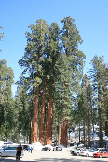 Da sind die ersten Bäumchen. Ein schöner Größenvergleich mit den kleinen Autos davor.