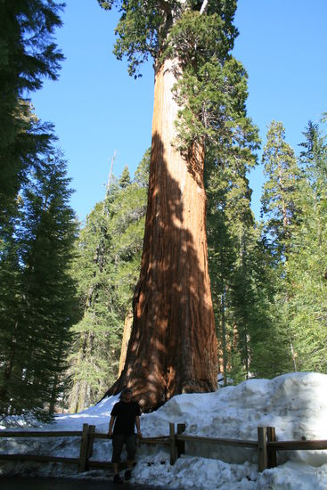 1700 Jahre ist dieser Seqouia Baum. Da fühlt man(n) sich gleich jung und topfit nach dem Aufstieg in dieser dünnen Luft hier oben.
