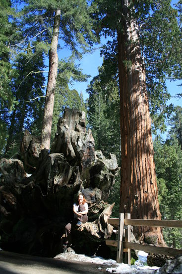 Britta sitzt in der Wurzel eines umgestürzten Riesen.