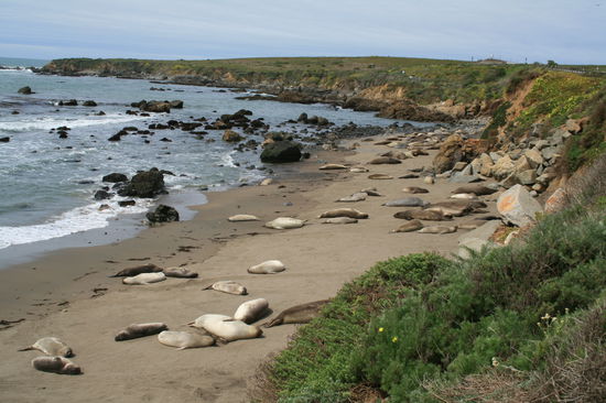See-Elefanten bei der Siesta in der Sonne
