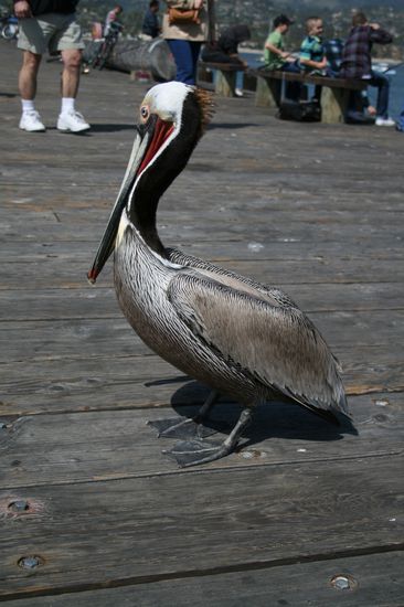 Der Pelikan hat mit uns den Blick über den Pazifik genossen...