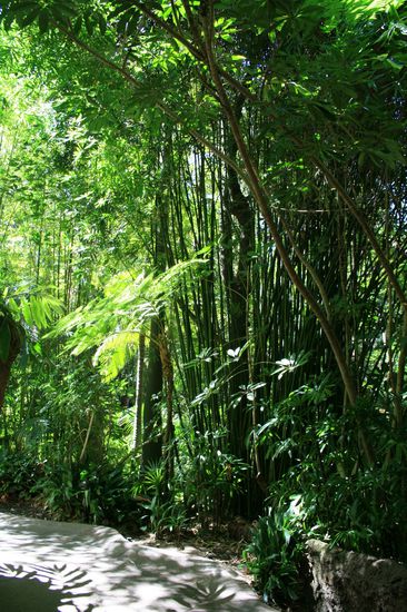 Bambus so dick wie Baumstämme