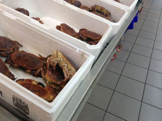 frischem Fisch, Krabben, Muscheln usw.