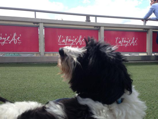 Die geöffnete Dachterrasse, auch von Vierbeinern begeistert angenommen.