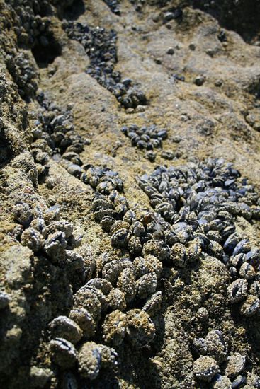 Muscheln ohne Ende...