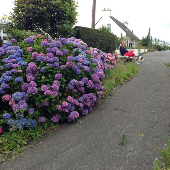 Hier gibt's die größten Hortensienbüsche in alle Farben zu sehen.