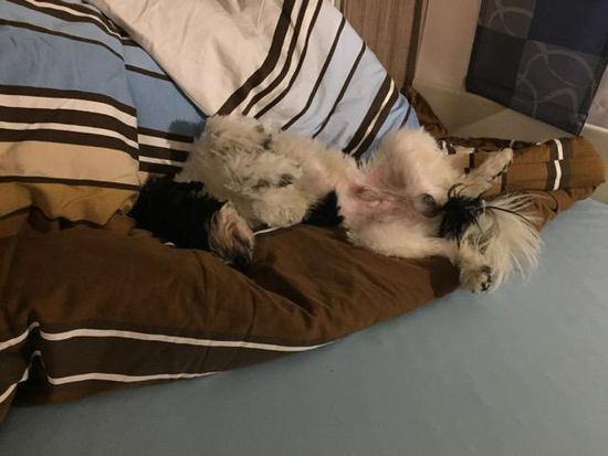 Der Hund ist geschafft und liegt noch vor uns im Bett...